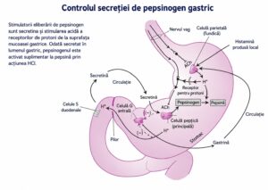 Pepsină sau pepsinogen?